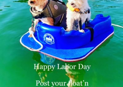 Two small dogs on blue float in water